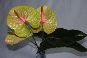 Bloemstukken09 024.jpg