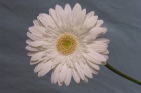Bloemstukken09 022.jpg