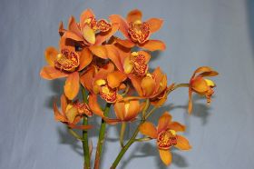Bloemstukken09 012.jpg