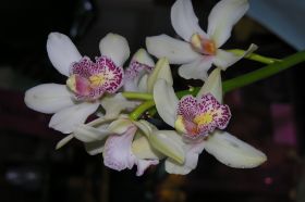 Bloemstukken09 015.jpg
