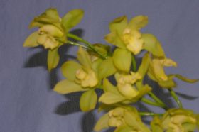 Bloemstukken09 016.jpg